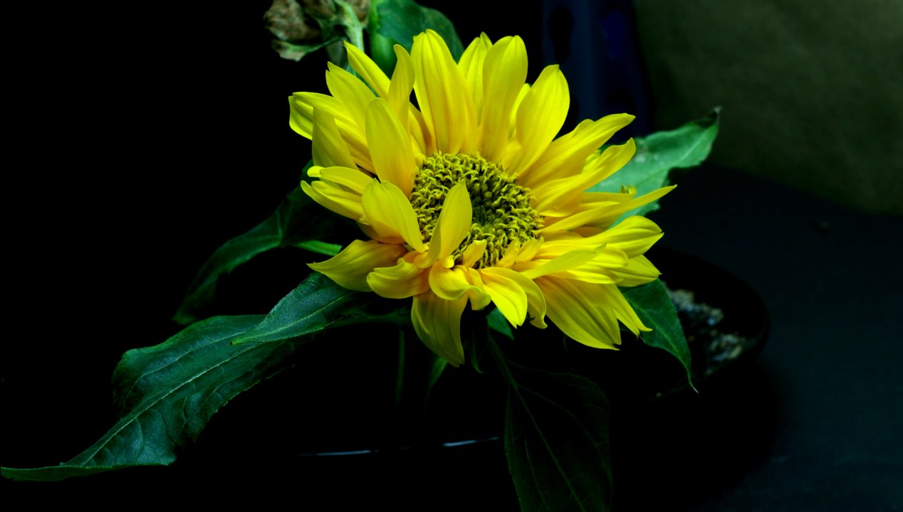 Time Lapse of Sunflower from Seed to Flower video Dailymotion