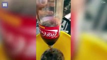 Man finds dead mouse inside bottle of Coca-Cola in Argentina-Segment 1