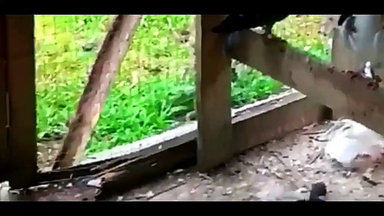 Everything about Doves and Pigeons