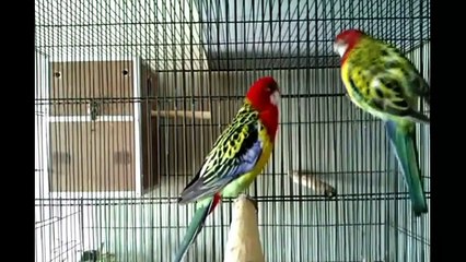 Everything about Rosella - Medium Parakeets
