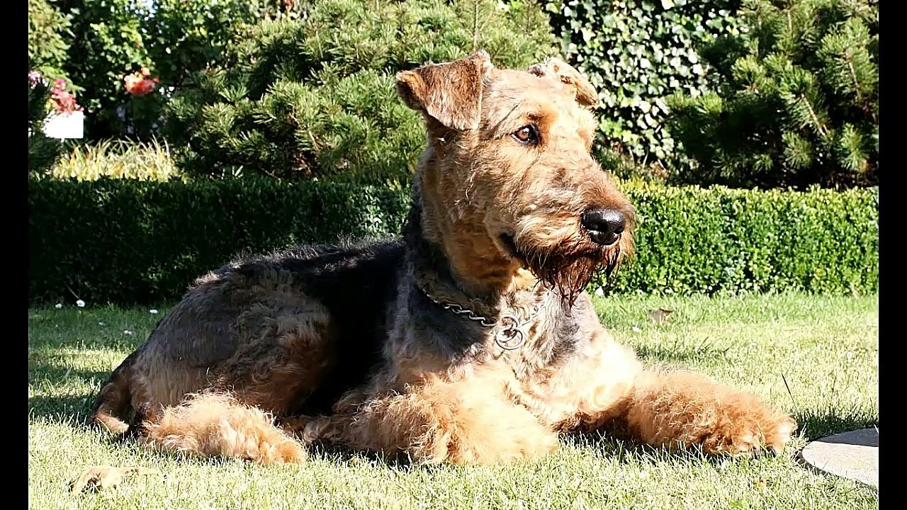 Everything about Airedale Terrier