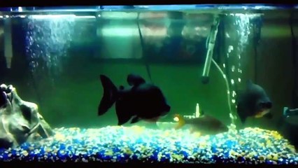 Everything about Pacu - [Caring-Feeding-Breeding]