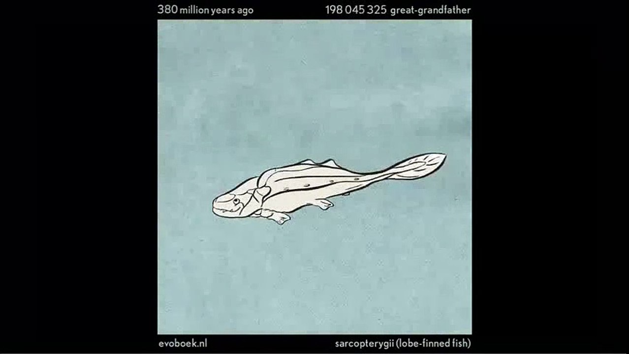 L'evoluzione dell'uomo