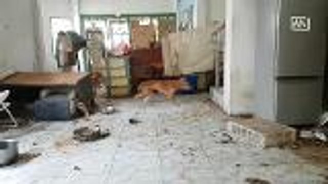 Dogs and cats rescued after trapped inside home for two months