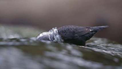 Cách săn mồi và làm tổ siêu độc lạ của loài chim hét nước