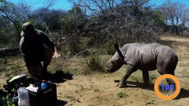 Inquiet pour sa maman, un bébé rhinocéros charge les vétérinaires qui tentent de la soigner