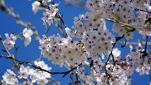 Cherry Blossoms＠高橋貴子