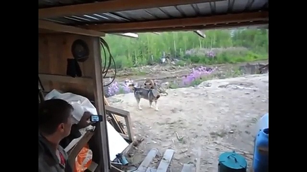 Mama Bear Attacks