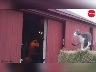 Cat Miscalculated the Jump