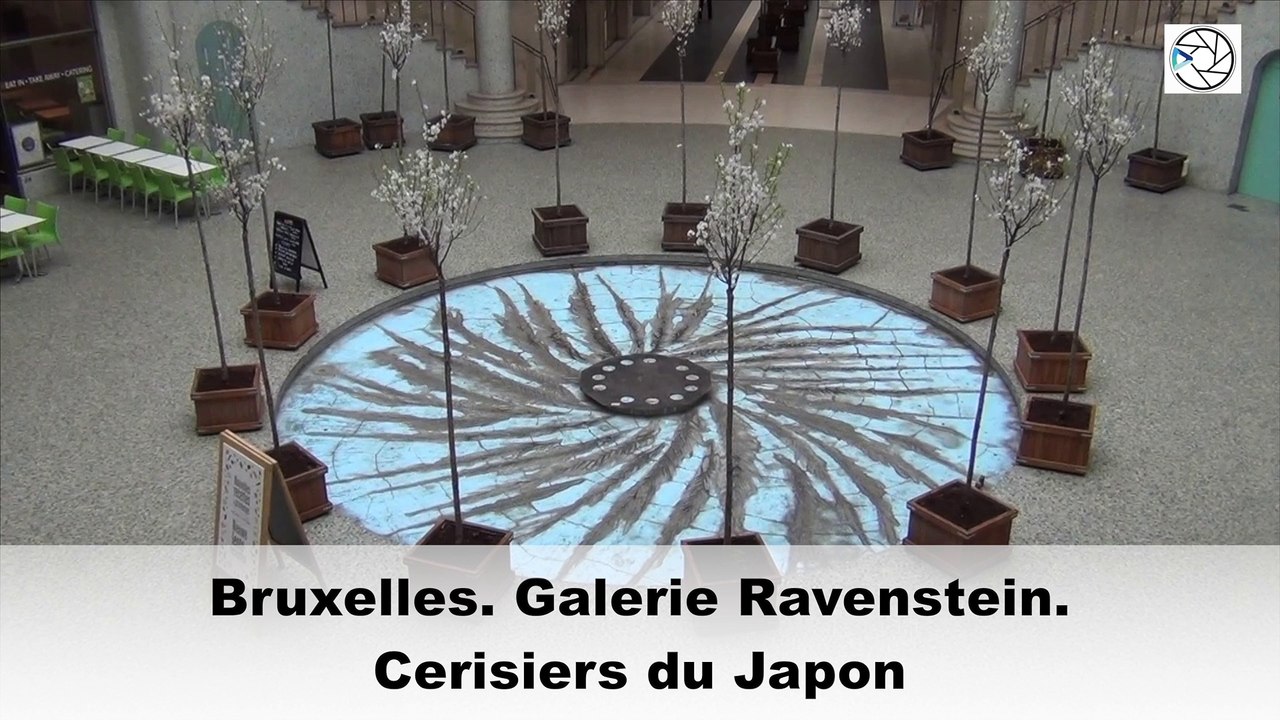 Bruxelles. Cerisiers de Japon
