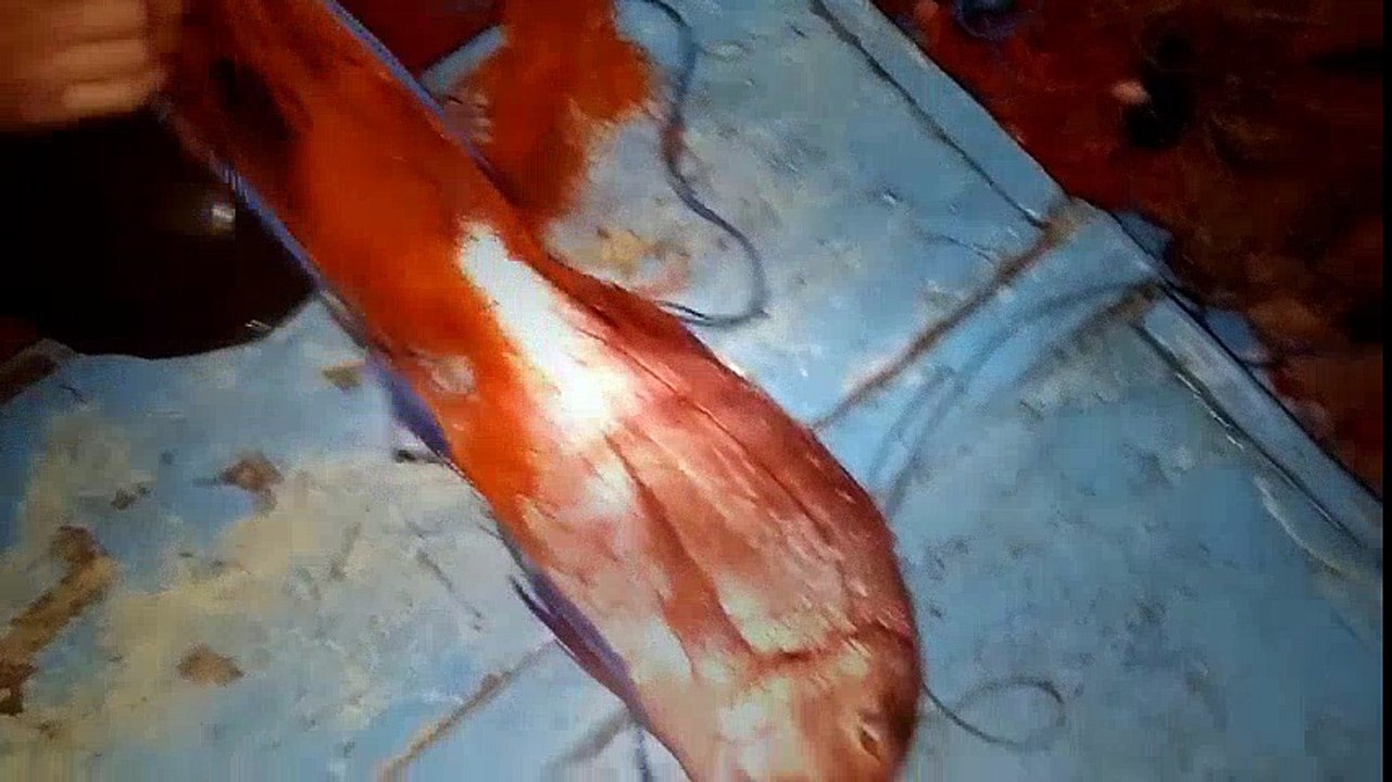 Anamur açıklarında ağ ve baragadi ile balık avı | Kalkan kardeşler jigging videoları