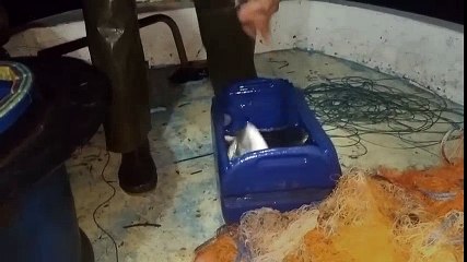 Anamur Sultan Çayı Açıkları Baragadi Avı | Kalkan kardeşler jigging videoları
