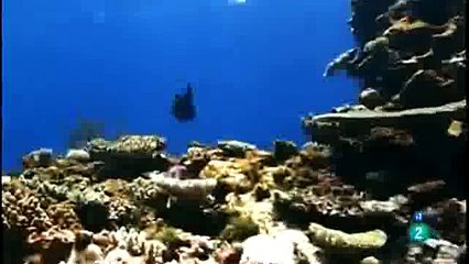 Grandes documentales - Los depredadores de los mares