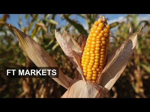Agricultural products remain oversupplied | FT Markets