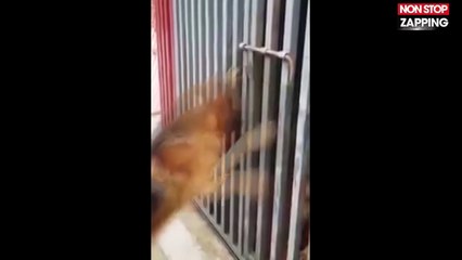 Un chien fait tout son possible pour ouvrir une cage et rejoindre son amoureuse (Vidéo)