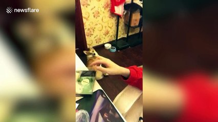 Cute corgi perks up every time owner touches food