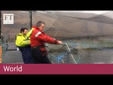 Scottish fish farms fight sea lice | World