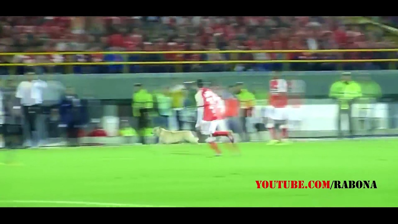 Top 20 Animals on the Football Pitch - Funny Moments