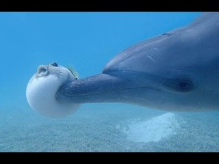 Vietsub - Englishsub | Animals Who Are Evil GENIUSES!