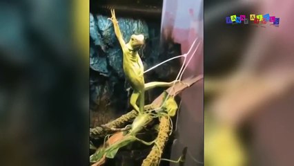 Разные приколы с разными животными #3