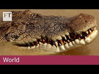 Crocodile farming in Australia | World