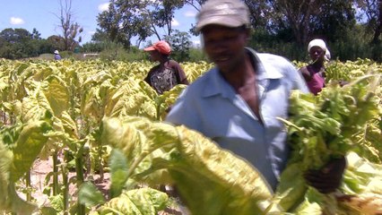 HRW: Child labour plight in Zimbabwe tobacco farming