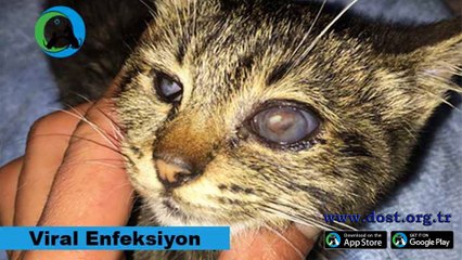 Dost Derneği Tedavi Faaliyetleri