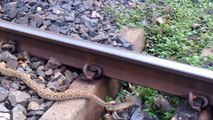 Ce pauvre serpent s'est fait percuter par un train mais a survécu