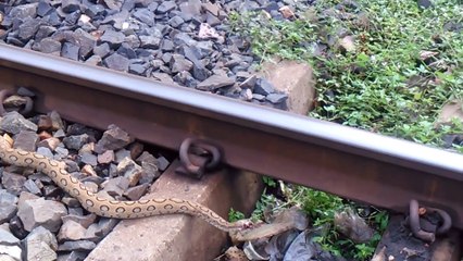Ce pauvre serpent s'est fait percuter par un train mais a survécu