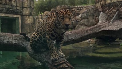 Ce jaguar a terriblement envie de pecher...