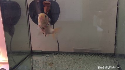 Regardez ce qu'il va faire pour son vieux poisson rouge malade