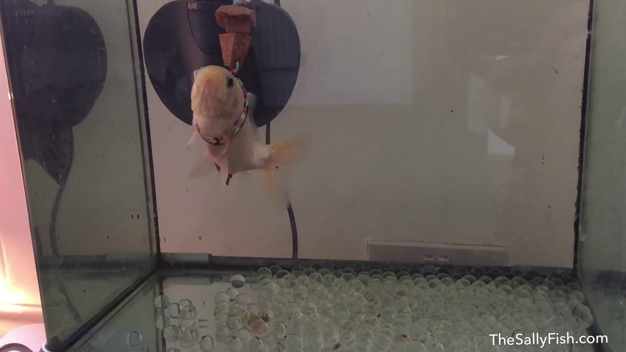 Regardez ce qu'il va faire pour son vieux poisson rouge malade
