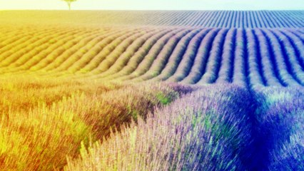 Toda sorte de bênçãos | Trazendo A Arca