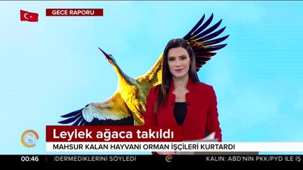 Ağaçta mahsur kalan leyleği orman işçileri kurtardı