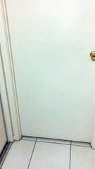 Dog Opens Door