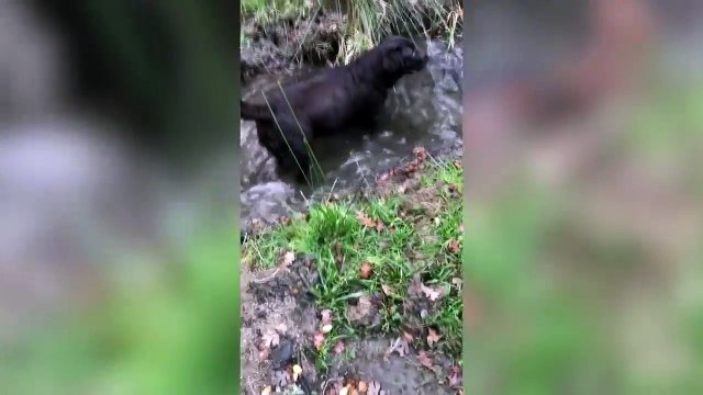 2018'in En Komik Köpek Videoları Derlemesi