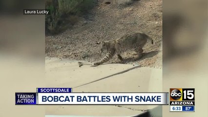 Valley woman catches fight between bobcat and snake on video