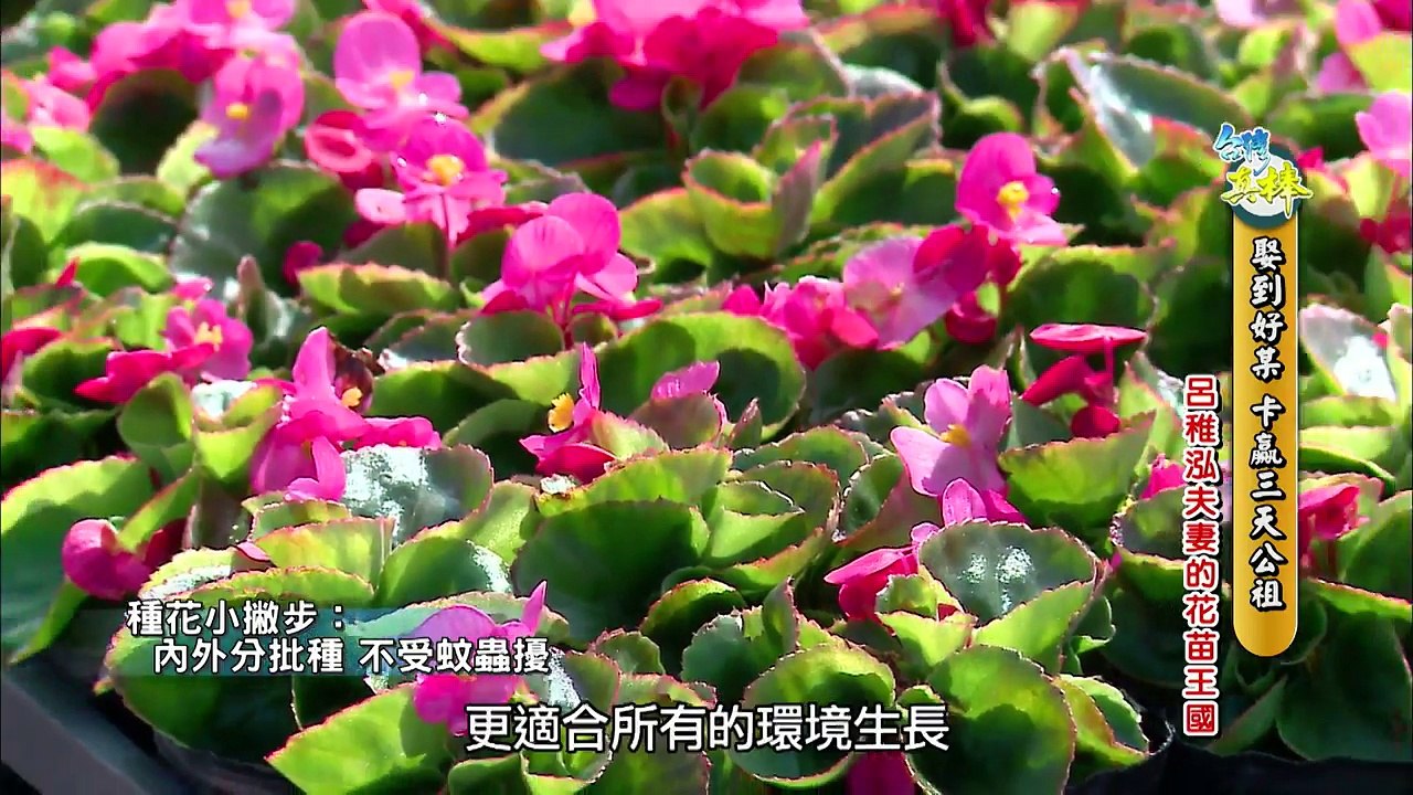 【台灣真棒】第26集 花苗王國 / 瓦斯防爆裝置