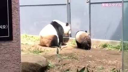 おしり真っ黒wママもシャンシャンも【パンダ】giant panda