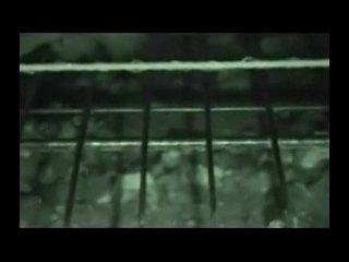 A.l.f liberation poules en italie