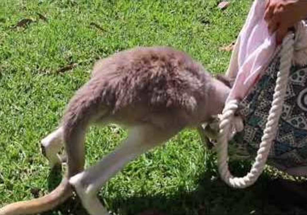 Cutie Red Roo Ruby Captures Keeper's Heart