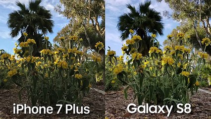 Samsung Galaxy S8 Camera vs iPhone 7 Plus!