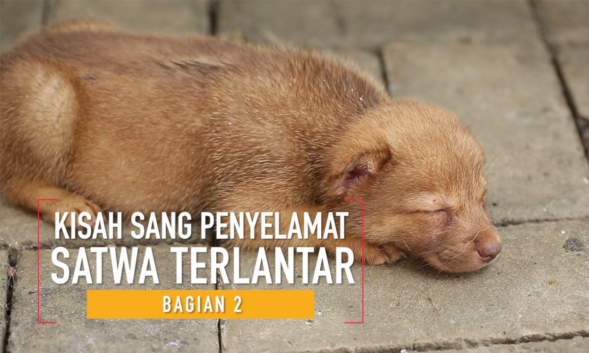 Doni Herdaru, Sang Penyelamat Ribuan Satwa Telantar (Bag. 2)