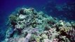 Great Barrier Reef with David Attenborough - 01. Builders