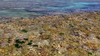 Great Barrier Reef with David Attenborough - 03. Survival