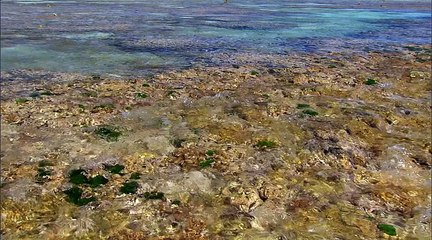 Great Barrier Reef with David Attenborough - 03. Survival