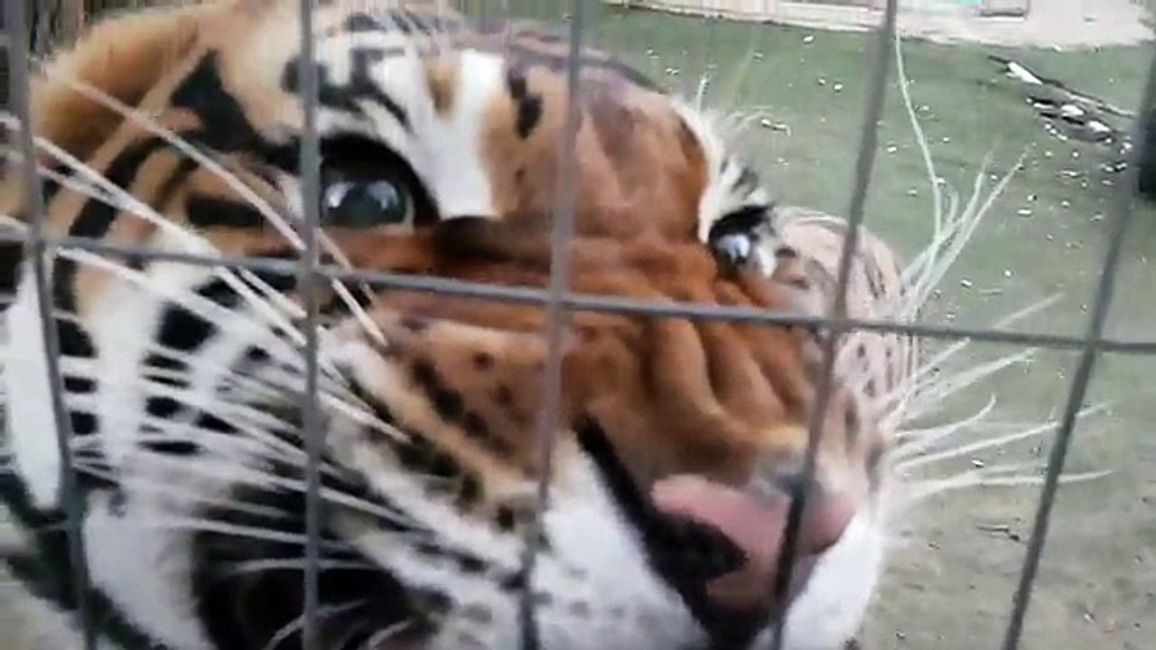 Avez-vous déjà vu et entendu le grognement d'un tigre de très près...
