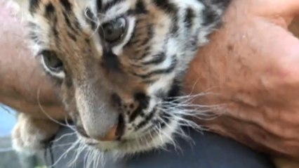 Un homme parmi les Fauves - 2018 - part 1/2