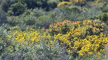 Sardinia - Arzachena - Italy