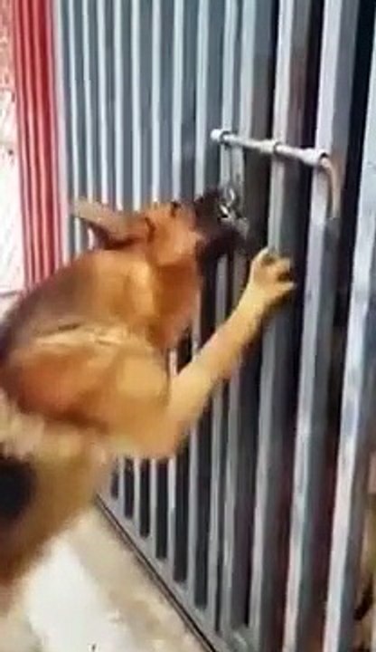 Ce chien veut absolument rentrer dans une cage où se trouve un autre chien et rien ne l’arrêtera